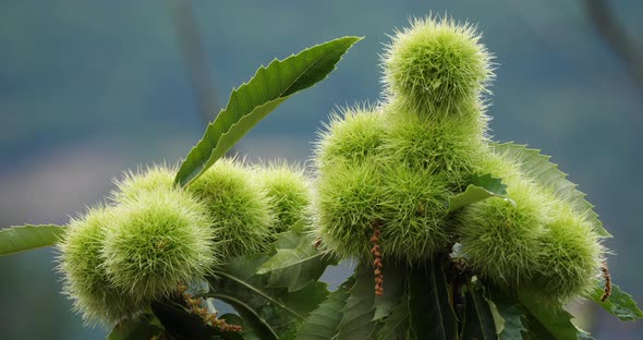 Chestnut trees, The Cevennes National park, Lozere department, France