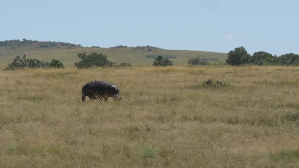 Hippopotamus on Maasai Mara plains
