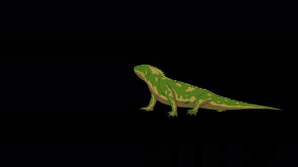 Green iguana walks with a stop 4K alpha matte