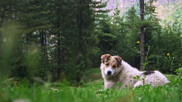 A White Himalayan Dog Enjoying in a Natural Environmental Setting 