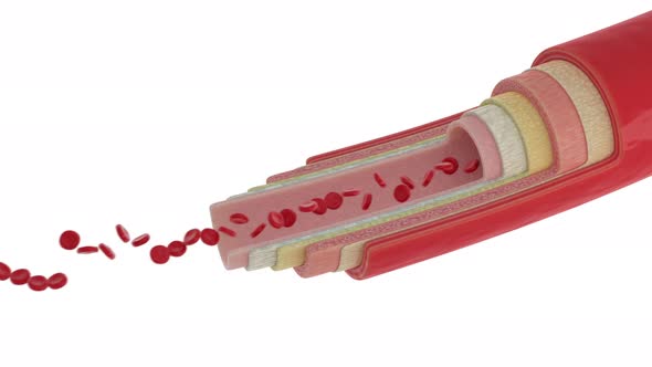 High Tech Anatomical Scan Of Blood Cells In Human Artery For Medicine Research alt
