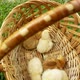 Little Chickens Sit in a Wicker Basket on a Green Meadow - VideoHive Item for Sale
