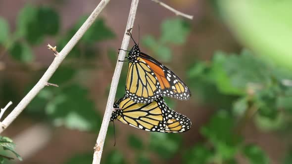 Two Monarch Butterflies stuck together as they hang from a tree
