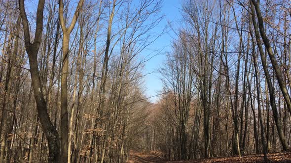 Walking on a forest road, early spring season