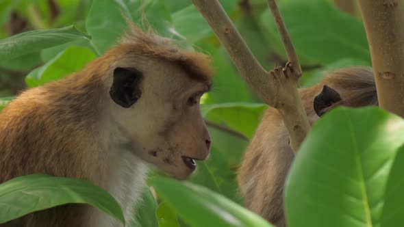 Macaques Enjoy Sitting and Eating Fruits Among Tree Leaves