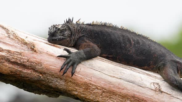 Close Up View Of Galapagos Marine Iguana in Santa Cruz Basking On Tree Trunk