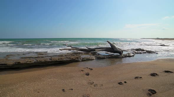 Dried Tree Log on the Beach