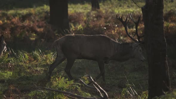 Tracking profile shot of walking stag golden hour