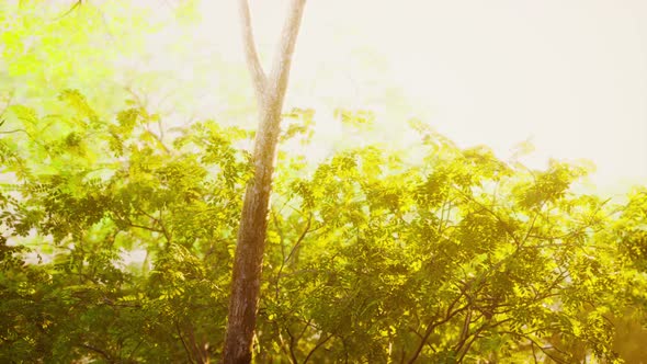 Colorful Mystical Forest with Sun Ray and Lens Flare at Morning