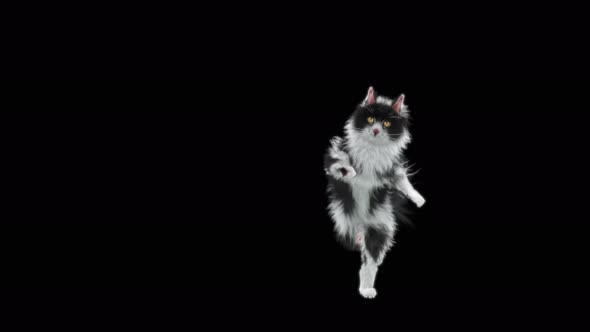 Cat Capoeira 4K