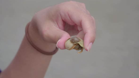 Woman hand holding hermit crab with shell on the sand beach. Close up shot, wild nature macro