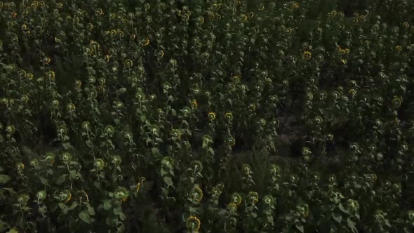 Field of Blooming Sunflowers on a Background Sunset. Aerial Shot.