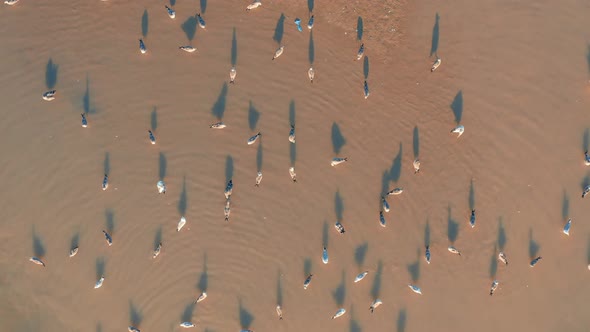 Gulls Walk in Shallow Water