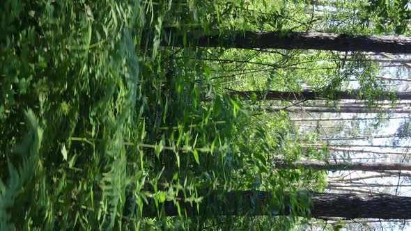 Vertical Video Aerial View Inside a Green Forest with Trees in Summer