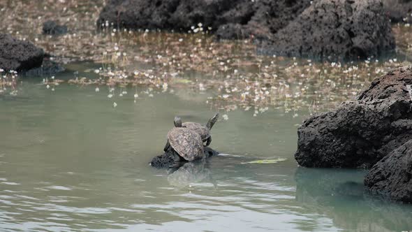 Water Turtle