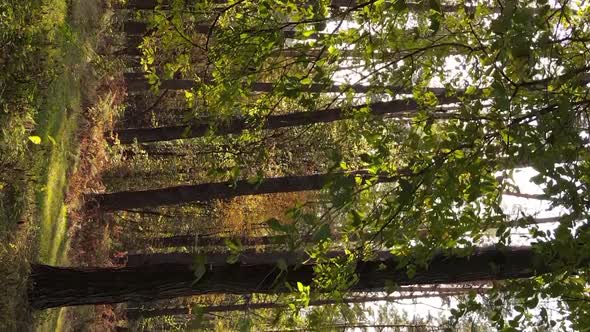 Vertical Video of an Autumn Forest During the Day in Ukraine