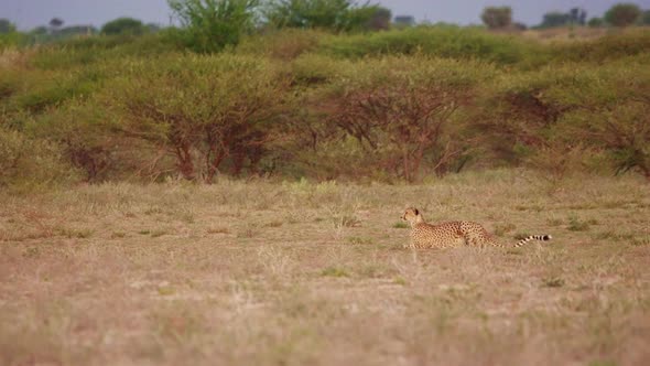 Hunting cheetah crouched down observing prey. The female cheetah waiting patiently for the right tim