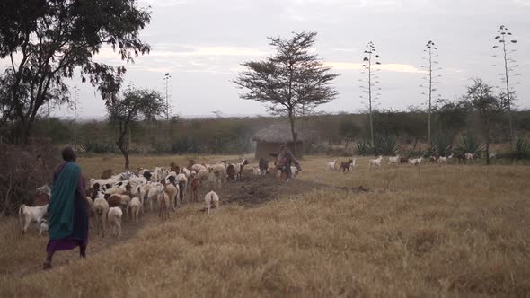 Maasai walking with his cattle in a traditional African village. Traditional local woman with goats