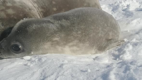 Antarctic Weddell Seal Baby Lie Polar Snow Closeup