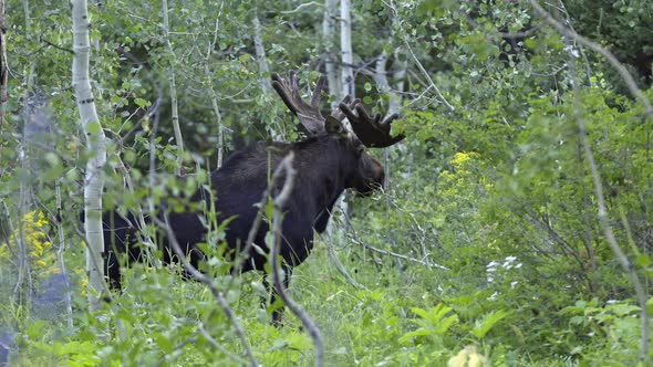 Bull Moose in velvet pulling leaves off aspen tree while it eats