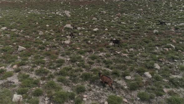 A Herd of Goats in the Portuguese Highlands