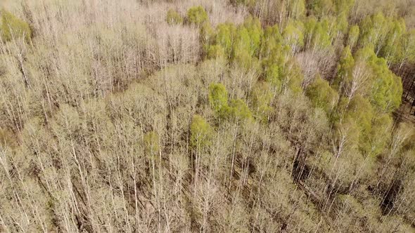 Green Beautiful Young Trees / Videohive