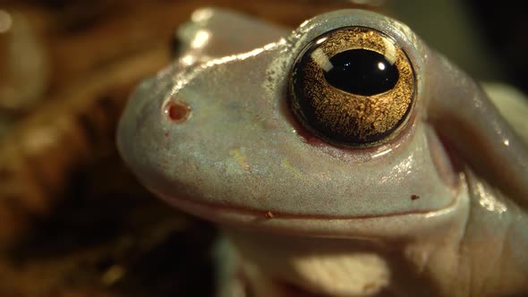 Australian Green Tree Frog Sitting Against Wooden Snag in Black Background. Close Up