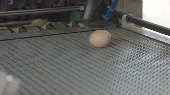 Machine sorting fresh eggs in a chicken farm