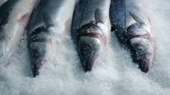 Fish Packed In Ice