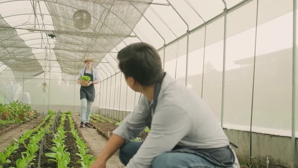 Two male farmers work in plantation greenhouse, with fresh organic vegetables.