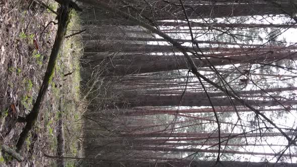 Vertical Video of Trees in a Pine Forest Slow Motion