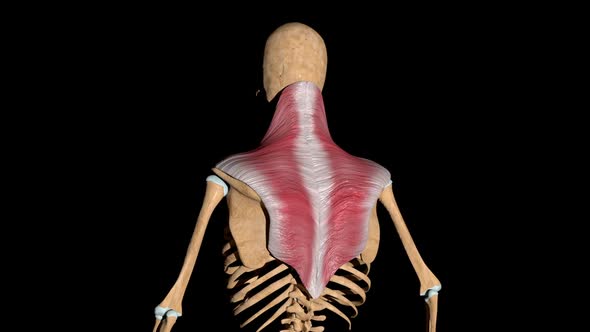 Trapezius Muscles On Skeleton