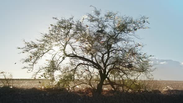 Despair Feeling When Looking at Majestic Green Tree with Plastic Bags Stuck