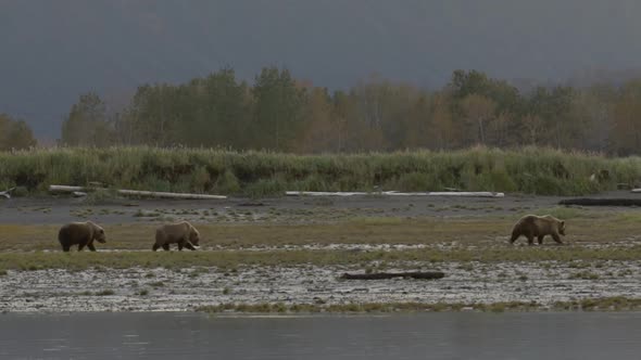 HD Group of Grizzly Bears Walking Along Shore With Mountain Background