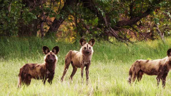 A pack of African Wild Dogs stand alert, watching for danger in the Okavango Delta.