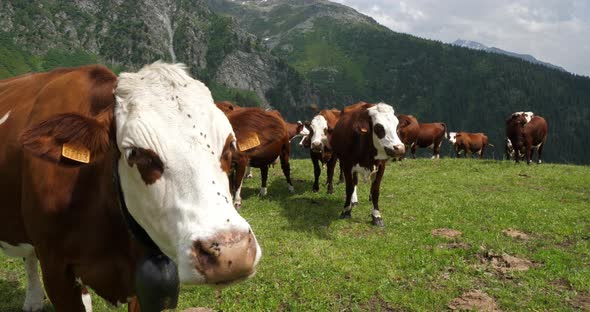 Cattle grazing in Savoie, french Alps, France