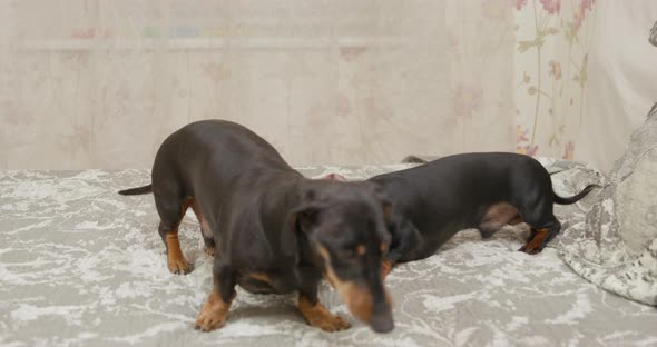 Two Funny Dachshund Dogs Play Attacking and Biting Each Other As a Joke Lying on the Bed at Home
