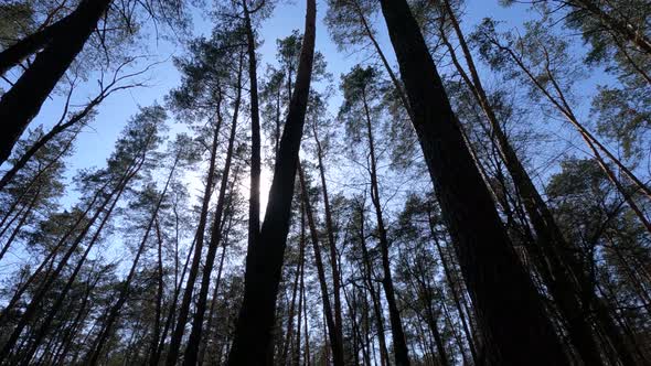 Forest with Pine Trees During the Day POV