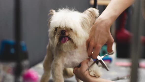 Haircut of a Little Funny Dog