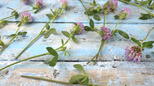 Fresh flowers of clover on vintage light blue wooden tabletop.