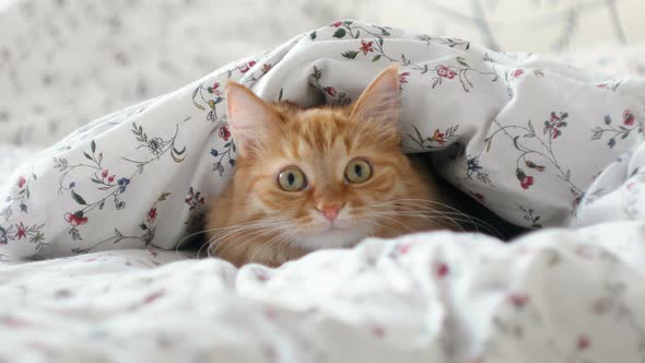 Cute Ginger Cat Lying in Bed. Fluffy Pet Hiding Under Blanket, Looking Curiously on Something Moving