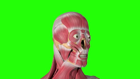 Zygomatic Major Muscles