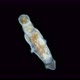 Larva Sea Angel Mollusca Gastropoda Under Microscope Suborder Gymnosomata Superfamily Clionoidea - VideoHive Item for Sale