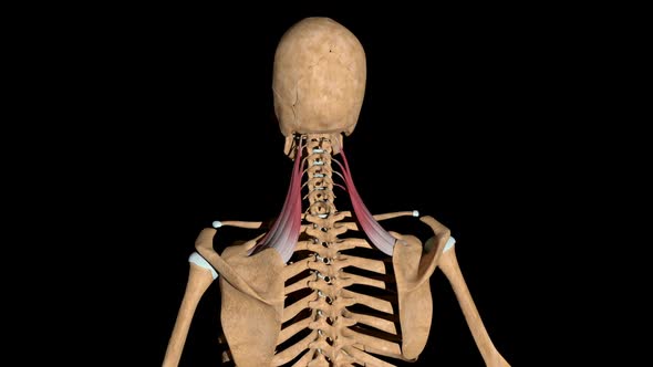Levator Scapulae Muscles On Skeleton