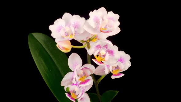 Blooming White Orchid Phalaenopsis Flower