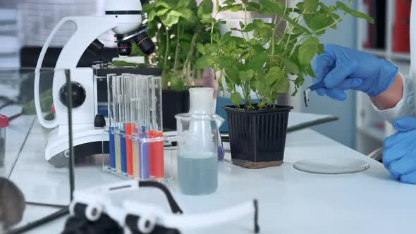 Closeup of Scientist Hands Using Surgical Pincers to Put Soil Sample on Petri Dish