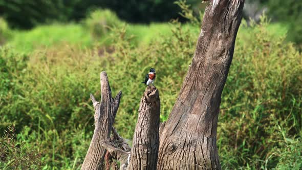 Costa Rica Birds, Amazon Kingfisher (chloroceryle amazona) Perched Perching on a Branch, Tarcoles Ri