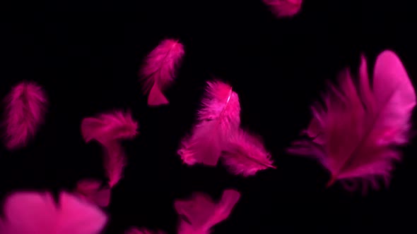 Feathers float in air with red hues, Slow Motion