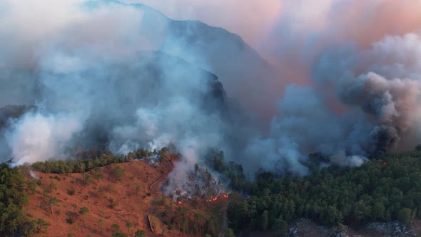 Forest Fires, Natural Disaster