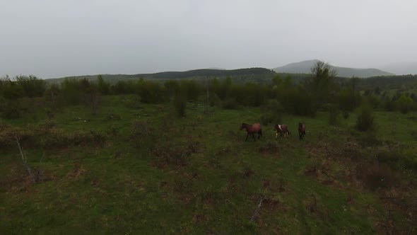 A Herd of Wild Horses Running Through a Forest During Heavy Rainfall